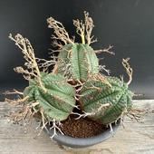 ǥå桼եӥХ3ƬΩ*22ʡʸ¤