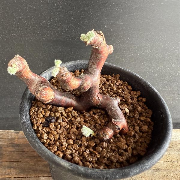 òǥåڥ르˥ࡡߥӥ졡ȯ*5.5ʡʸ¤