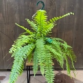 졡տʪͥեԥޥå*5ߤȭ