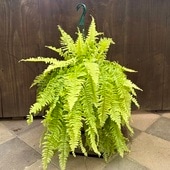 졡տʪͥեԥ֥*7ߤȭ