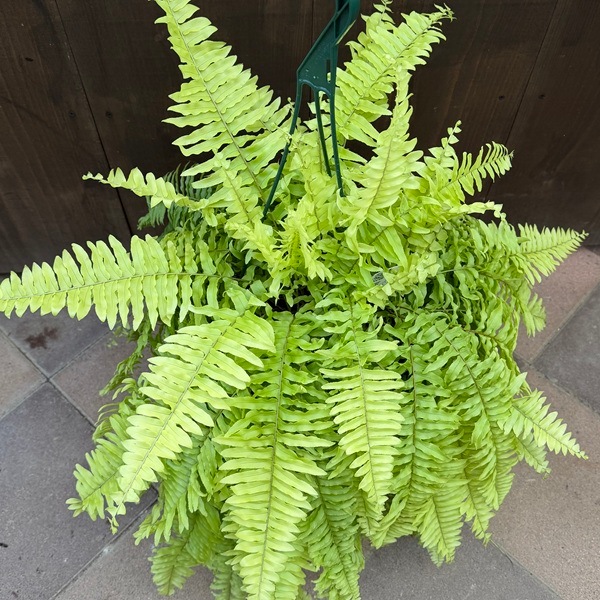 【現品】ネフロレピス・ブロンド　7号　吊り下げ（1） おしゃれ 観葉植物：ネフロレピス ブロンド*7号吊り鉢 | 観葉植物,吊り