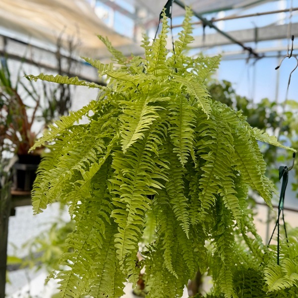 【現品】ネフロレピス・ブロンド　7号　吊り下げ（1） おしゃれ 観葉植物：ネフロレピス ブロンド*7号吊り鉢 | 観葉植物,吊り