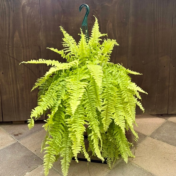 【現品】ネフロレピス・ブロンド　7号　吊り下げ（1） おしゃれ 観葉植物：ネフロレピス ブロンド*7号吊り鉢 | 観葉植物,吊り