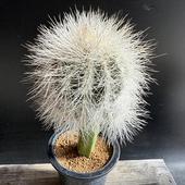 ܥƥ󡧥ԥݥ  ĥ*12cmʡʸ¤