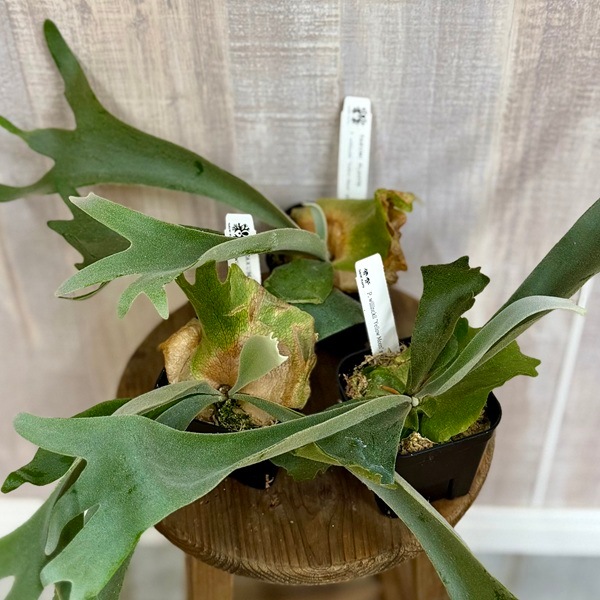 おしゃれ 観葉植物：ウィリンキー イエロームーン スポア株*ビカクシダ