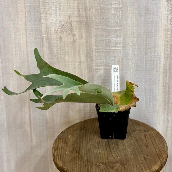 おしゃれ 観葉植物：ウィリンキー イエロームーン スポア株*ビカクシダ