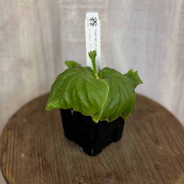  տʪɥ쥤 ȥץ ݥ*ӥ 