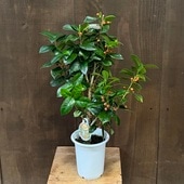 տʪڡ ꥹޥۡ꡼*㥤ˡۡ꡼Υҥ饮4 ץݥå