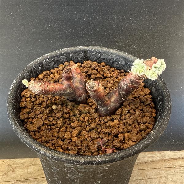 òǥåڥ르˥ࡡߥӥ*5ʡʸ¤