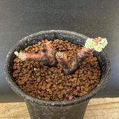 òǥåڥ르˥ࡡߥӥ*5ʡʸ¤