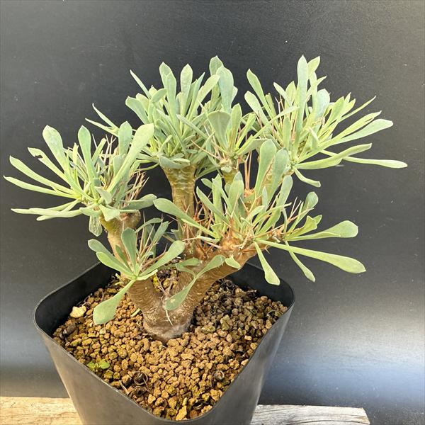 ǥåȥʡ桼եӥǥ*14ʡʸ¤