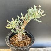 ǥåȥʡ桼եӥǥ*13ʡʸ¤