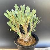 ǥåȥʡ桼եӥǥ*15ʡʸ¤