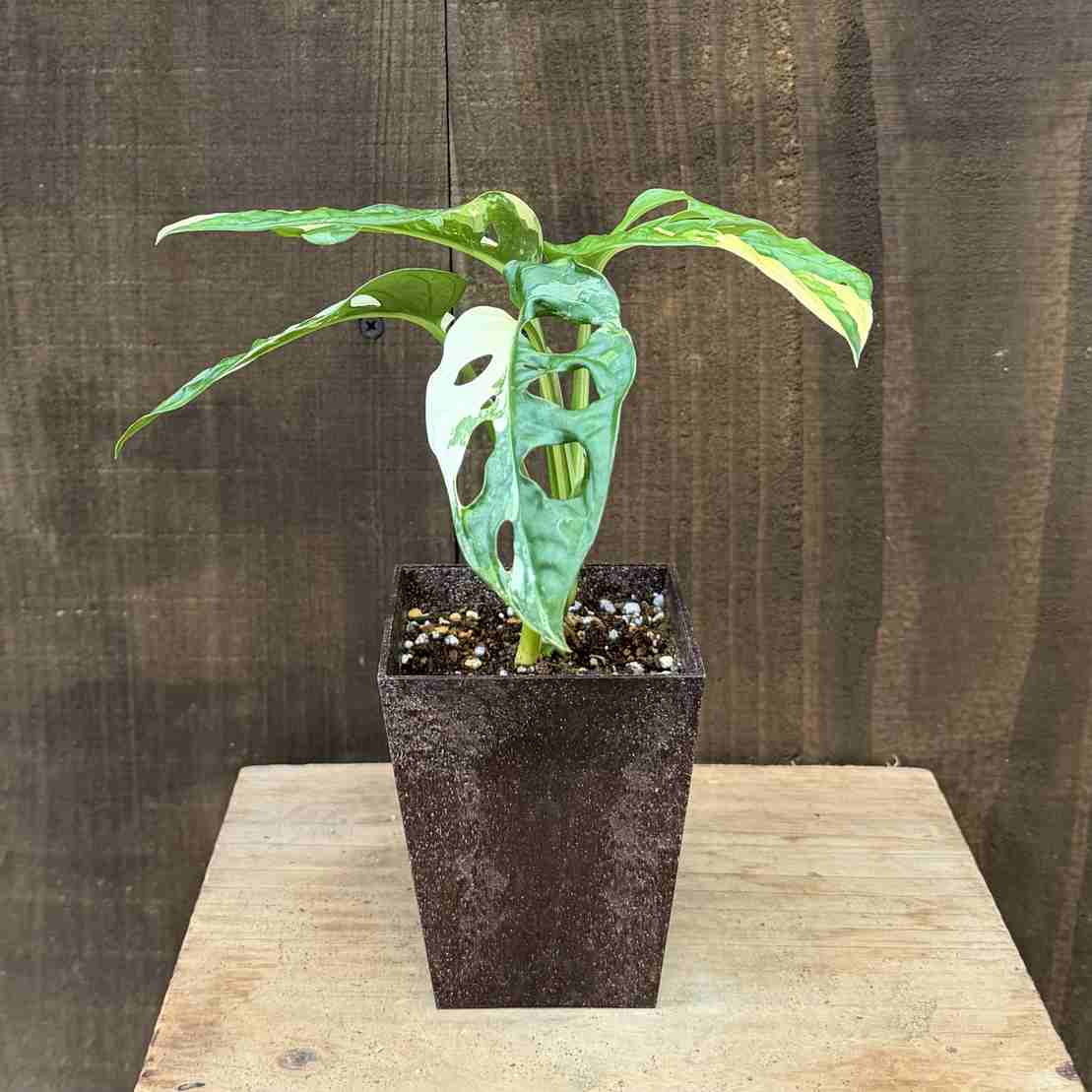 おしゃれ 観葉植物：斑入りマドカズラ* | 観葉植物,テーブルサイズ
