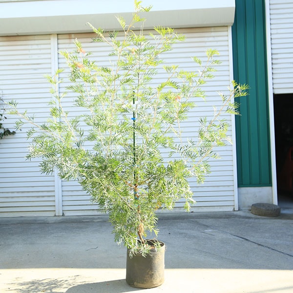 庭木・植木：グレビレア（ココナッツアイス）現品限り！ 樹高150cm