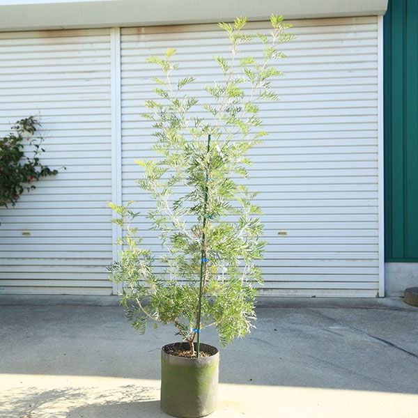 ڡڡӥ쥢ʥʥåĥ˸ʸ¤ꡪ150 ȯ