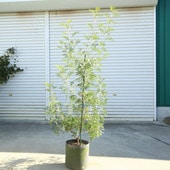 ڡڡӥ쥢ʥʥåĥ˸ʸ¤ꡪ150 ȯ