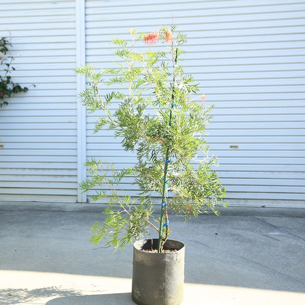 ڡڡӥ쥢ʥʥåĥ˸ʸ¤ꡪ110 ȯ