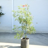 ڡڡӥ쥢ʥʥåĥ˸ʸ¤ꡪ110 ȯ