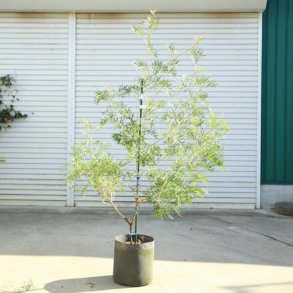 庭木・植木：グレビレア（ココナッツアイス）現品限り！ 樹高140cm