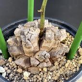 òǥåեꥫε*9ʡʸ¤