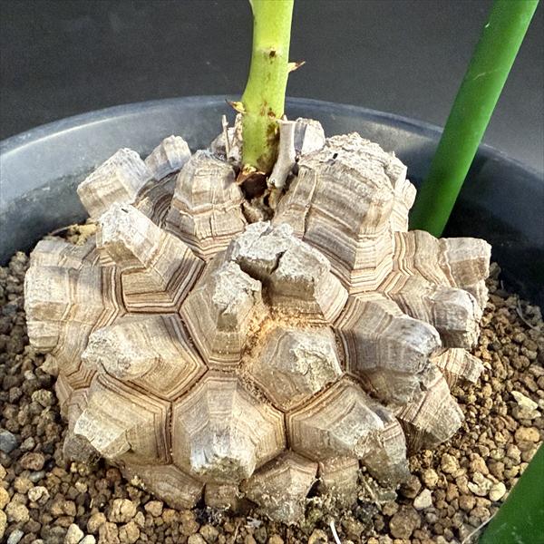 òǥåեꥫε*9ʡʸ¤