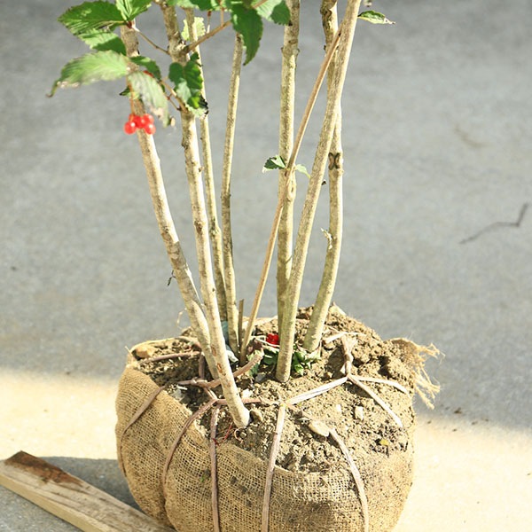 庭木 植木：特選 男ヨウゾメ 大株 樹高160cm *現品をお届け