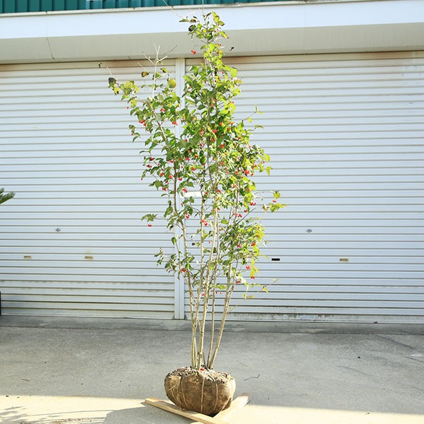 庭木 植木：特選 男ヨウゾメ 大株 樹高160cm *現品をお届け