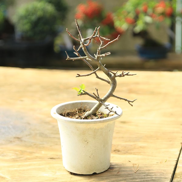 ġɤʶʡ* ץȭ ߥޥɥ ߤޤɤ