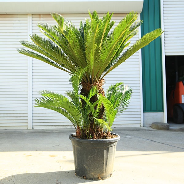 ڡڡƥġŴʤƤġ*ʡʸ¤ꡡ150 110緿