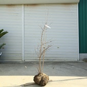 �������ڡ����ڡ��ʥĥϥ��ʤʤĤϤ���*�����ʸ¤ꡪ�����⡧��140���������160������������ȯ��