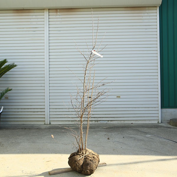 希少庭木・植木：ナツハゼ（なつはぜ）*　現品限り！　樹高：約150ｃｍ　全高160ｃｍ　佐川急便発送 : 最高の紅葉！希少庭木・植木：ナツハゼ（なつはぜ