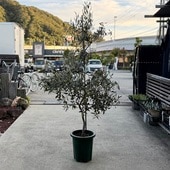 ܥĥ꡼ տʪ꡼֤ ܥޥ*2֡10 ʤϤ 緿