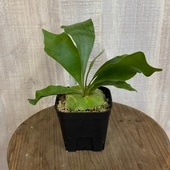  տʪҥ꡼ 饤 ݥ*  ӥ 