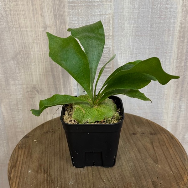 【特大株】ビカクシダ 雷神スポア 送料込 おしゃれ 観葉植物：ヒリー ライジン スポア株* 雷神 ビカクシダ