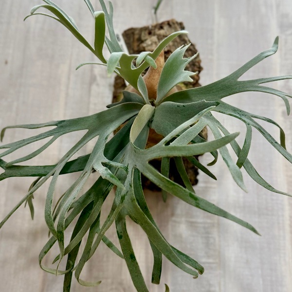 おしゃれ 観葉植物：ウィリンキージェイドガール スポア株 コルク付