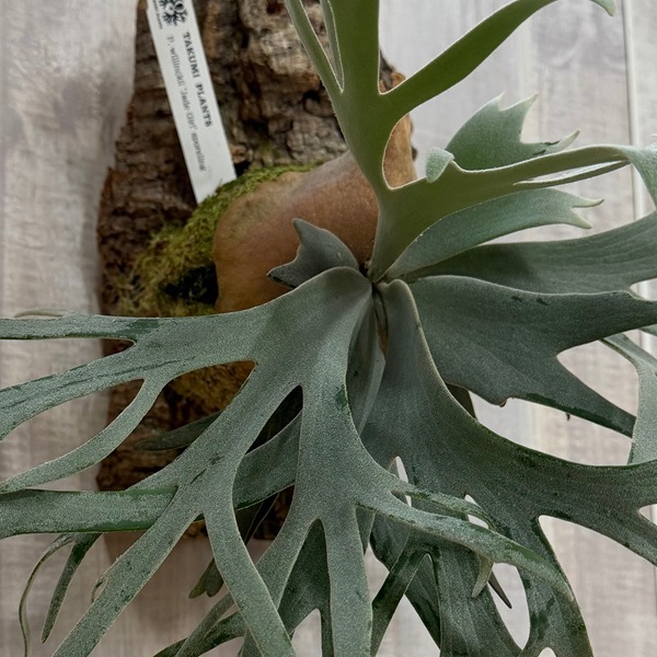 おしゃれ 観葉植物：ウィリンキージェイドガール スポア株 コルク付