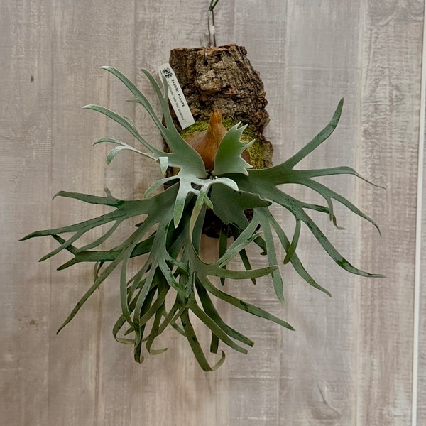 おしゃれ 観葉植物：ウィリンキージェイドガール スポア株 コルク付