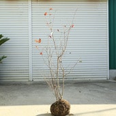 �������ڡ����ڡ��ʥĥϥ��ʤʤĤϤ���*�����ʸ¤ꡪ�����⡧��130���������140������������ȯ��