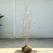 �������ڡ����ڡ��ʥĥϥ��ʤʤĤϤ���*�����ʸ¤ꡪ�����⡧��130���������140������������ȯ��