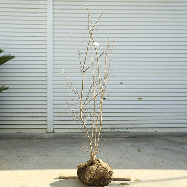 希少庭木・植木：ナツハゼ（なつはぜ）* 現品限り！ 樹高：約130cm