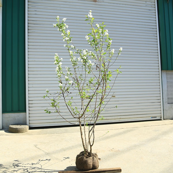 ���ڡ����ڡ������ߡʥꥭ�奦�Х��ˡʤ꤭�夦�Ф��ˡ�����150�����*�������