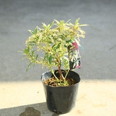 ���ڡ����ڡ��ġ����������ӡʥۥ磻�ȥ������ 4�桡*