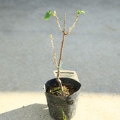 ���ڡ����ڡ��̼��ġ��������ʥ֥�å��������ȡ˹�˼������*�������ꡡ