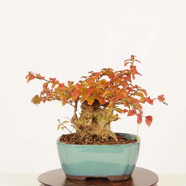 盆栽：百日紅*現品 一点物 さるすべり サルスベリ sarusuberi bonsai