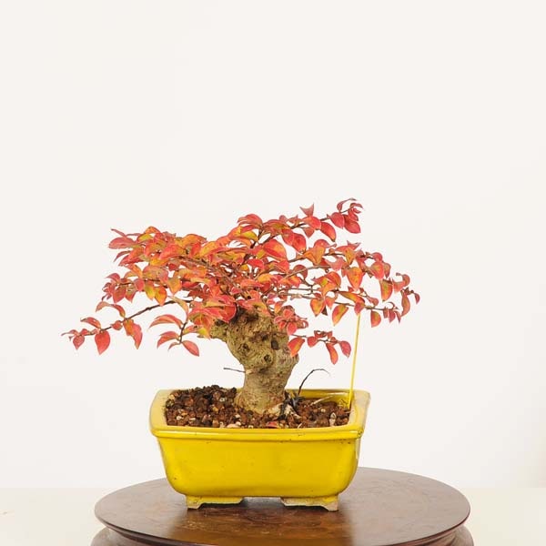 盆栽：百日紅*現品 一点物 さるすべり サルスベリ sarusuberi bonsai
