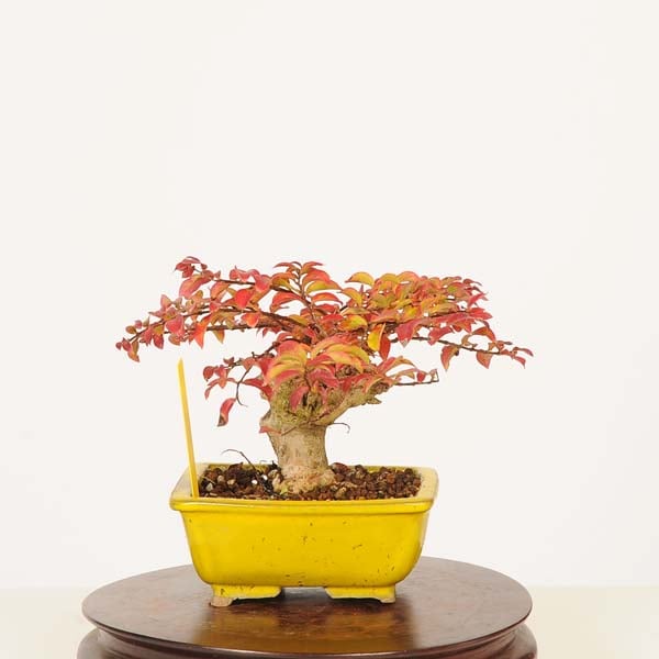 盆栽：百日紅*現品 一点物 さるすべり サルスベリ sarusuberi bonsai