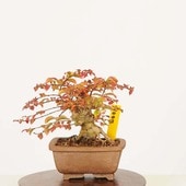 ߺϡɴ* ʪ 뤹٤ꡡ륹٥ sarusuberibonsai ߥߺ