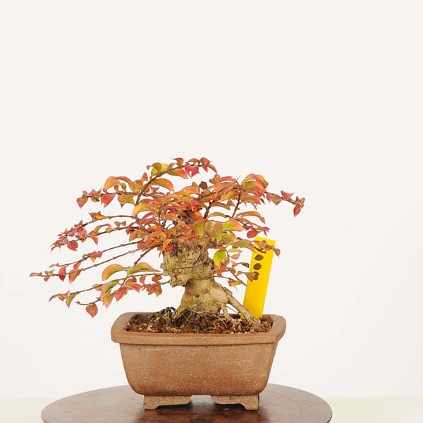 盆栽：百日紅*現品 一点物 さるすべり サルスベリ sarusuberi bonsai