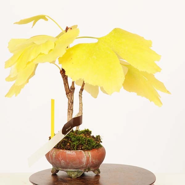 盆栽：銀杏(イチョウ)*(鉢ヒビ有)現品 一点物 いちょう Icho bonsai